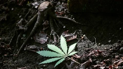 Silver shade of marijuana leaf. Stock Photos