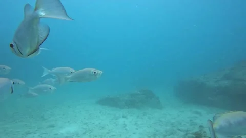 Silver shiny fish in water Stock Footage 170758565