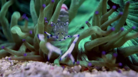 Silver Shrimp Timelapse Stock Footage 66408338