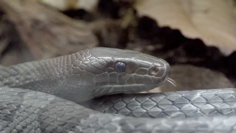 Silver snake rests on forest floor Stock Footage 331445159