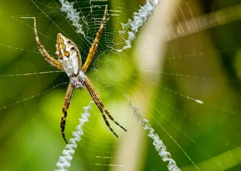Silver spider on the web close up -  Argiope argentata in the web macro photo Stock Photos
