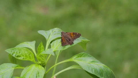 Silver-spotted Skipper butterfly, Epargyreus clarus Stock Footage 338022373