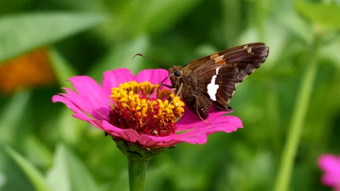 Silver-spotted Skipper butterfly Stock Footage 202607949