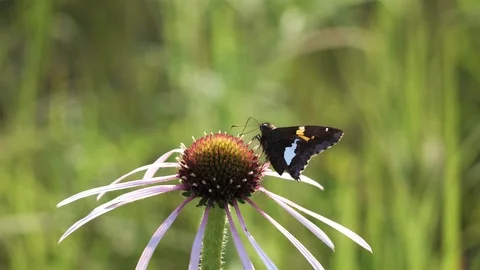 Silver-spotted skipper butterfly getting sweet nectar. Video stock 123445351