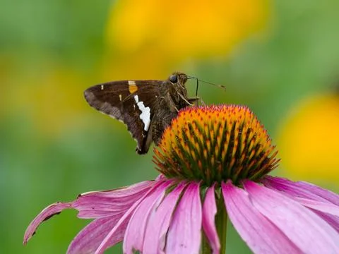 Silver Spotted Skipper feeding on nectar 库存照片