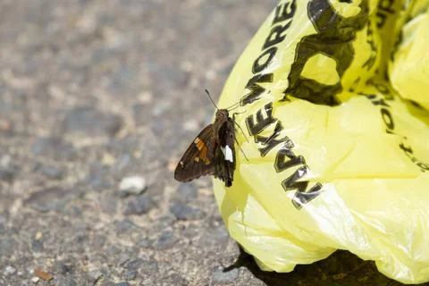 Silver-Spotted Skipper Stock Photos