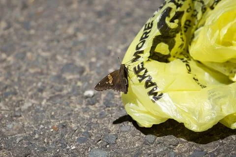 Silver-Spotted Skipper Stock Photos