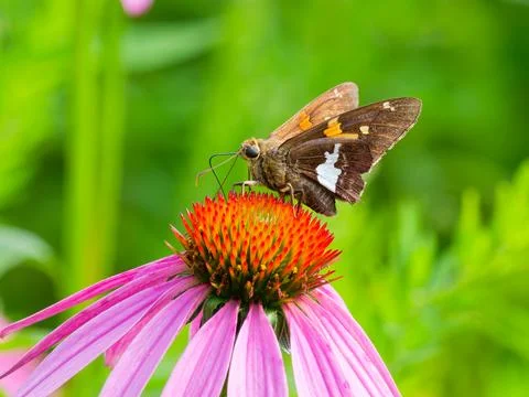 Silver-spotted Skipper Stock Photos
