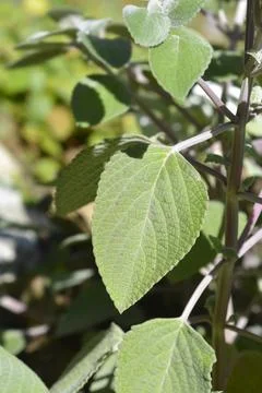 Silver sprurflower Stock Photos