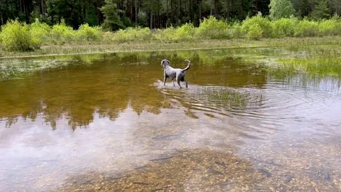 Silver standard poodle walking through a large shallow pool of water Stock Footage 310683612