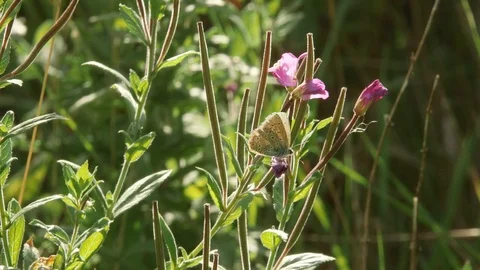 Silver studded Blue Butterfly Stock-Footage 71822826