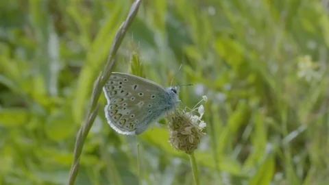 Silver-Studded Butterfly Perched on Small white Flower Vídeos de archivo 81145247