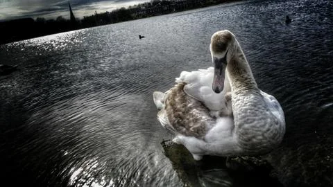 Silver Swan Stock Photos