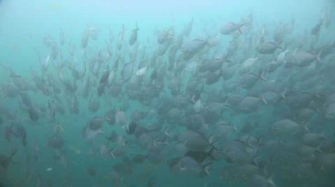 Silver Sweep with Yellow Tail Stock Footage 277923