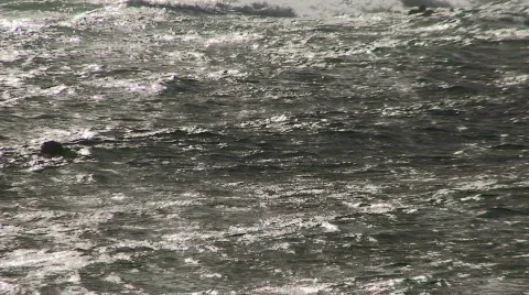 Silver swimmer Stock Footage 313822