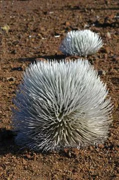 Silver sword Stock Photos