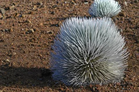 Silver sword Stock Photos
