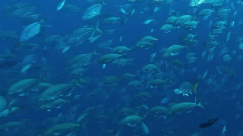 Silver Symphony of Tuna at Cocos Kelling Islands Stock Footage 340593298