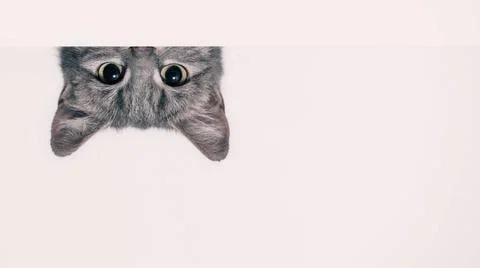Silver tabby cat peeks out from behind a white wall silver tabby cat peeks... Stock Photos