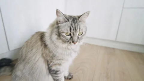 Silver tabby fluffy cat sitting in the kitchen corner Stock Footage 330887198