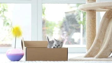 Silver tabby kitten playing with Gold tabby kitten on box slow motion Stock Footage 86142714