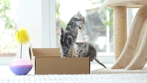 Silver tabby kitten playing with Gold tabby kitten on box slow motion Stock Footage 86142835