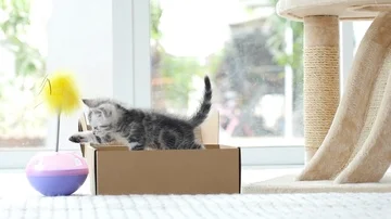 Silver tabby kitten playing with Gold tabby kitten on box slow motion Stock Footage 86143031