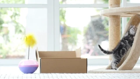 Silver tabby kitten playing with Gold tabby kitten on box slow motion Stock Footage 86143123