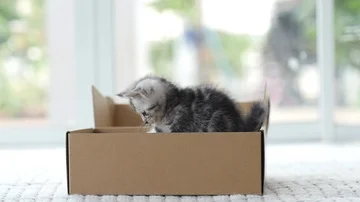 Silver tabby kitten playing with Gold tabby kitten on box slow motion Stock Footage 86143413