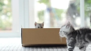 Silver tabby kitten playing with Gold tabby kitten on box slow motion Stock Footage 86143512