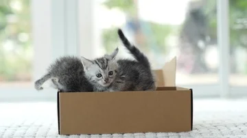 Silver tabby kitten playing with Gold tabby kitten on box slow motion Stock Footage 86143886