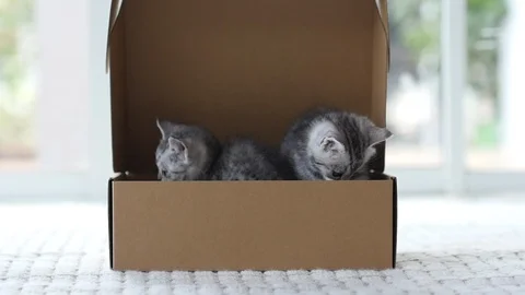 Silver tabby kitten playing with Gold tabby kitten on box slow motion Stock Footage 86144022