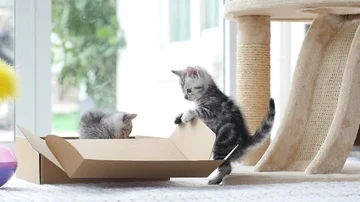 Silver tabby kitten playing with Gold tabby kitten on box slow motion Stock Footage 86144630