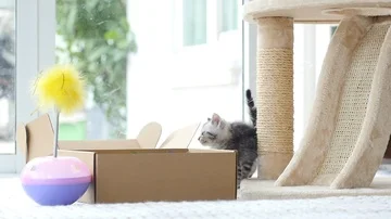 Silver tabby kitten playing with Gold tabby kitten on box slow motion Stock Footage 86144821