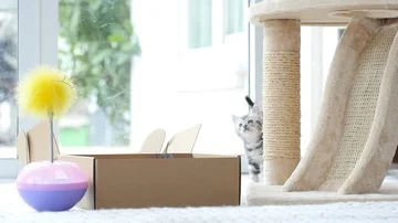 Silver tabby kitten playing with Gold tabby kitten on box slow motion Stock Footage 86145277