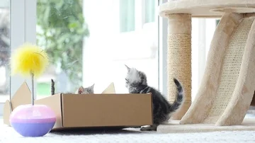 Silver tabby kitten playing with Gold tabby kitten on box slow motion Stock Footage 86146743