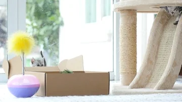 Silver tabby kitten playing with Gold tabby kitten on box slow motion Stock Footage 86147019