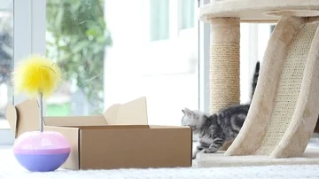 Silver tabby kitten playing with Gold tabby kitten on box slow motion Stock Footage 86147289
