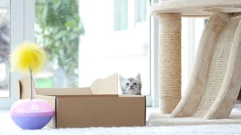 Silver tabby kitten playing with Gold tabby kitten on box slow motion Stock Footage 86147431