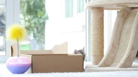 Silver tabby kitten playing with Gold tabby kitten on box slow motion Stock Footage 86154607