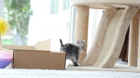 Silver tabby kitten playing with Gold tabby kitten on box slow motion Stock Footage 86155010
