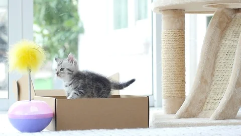 Silver tabby kitten playing with Gold tabby kitten on box slow motion Stock Footage 86155418