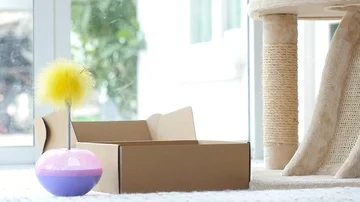Silver tabby kitten playing with Gold tabby kitten on box slow motion Stock Footage 86155674