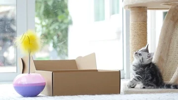 Silver tabby kitten playing with Gold tabby kitten on box slow motion Stock Footage 86156033