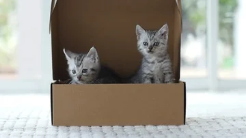 Silver tabby kitten playing with Gold tabby kitten on box slow motion Stock Footage 86156273