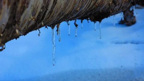 Silver thaw icicles on a birch log Stock Footage 87584379