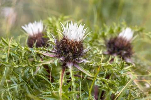 Silver thistle flowers Stock Photos