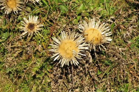 Silver thistle in the grass Stock Photos