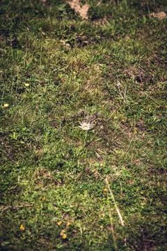 Silver thistle Stock Photos