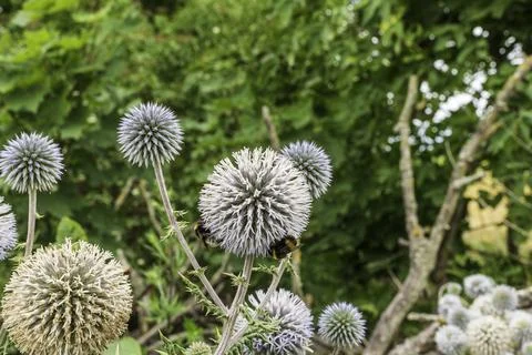 Silver thistles with bumblebees Фото